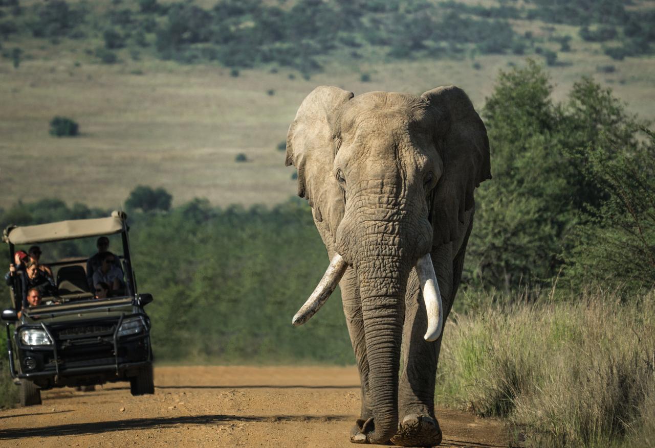 Kenya Safari and Beach Holiday